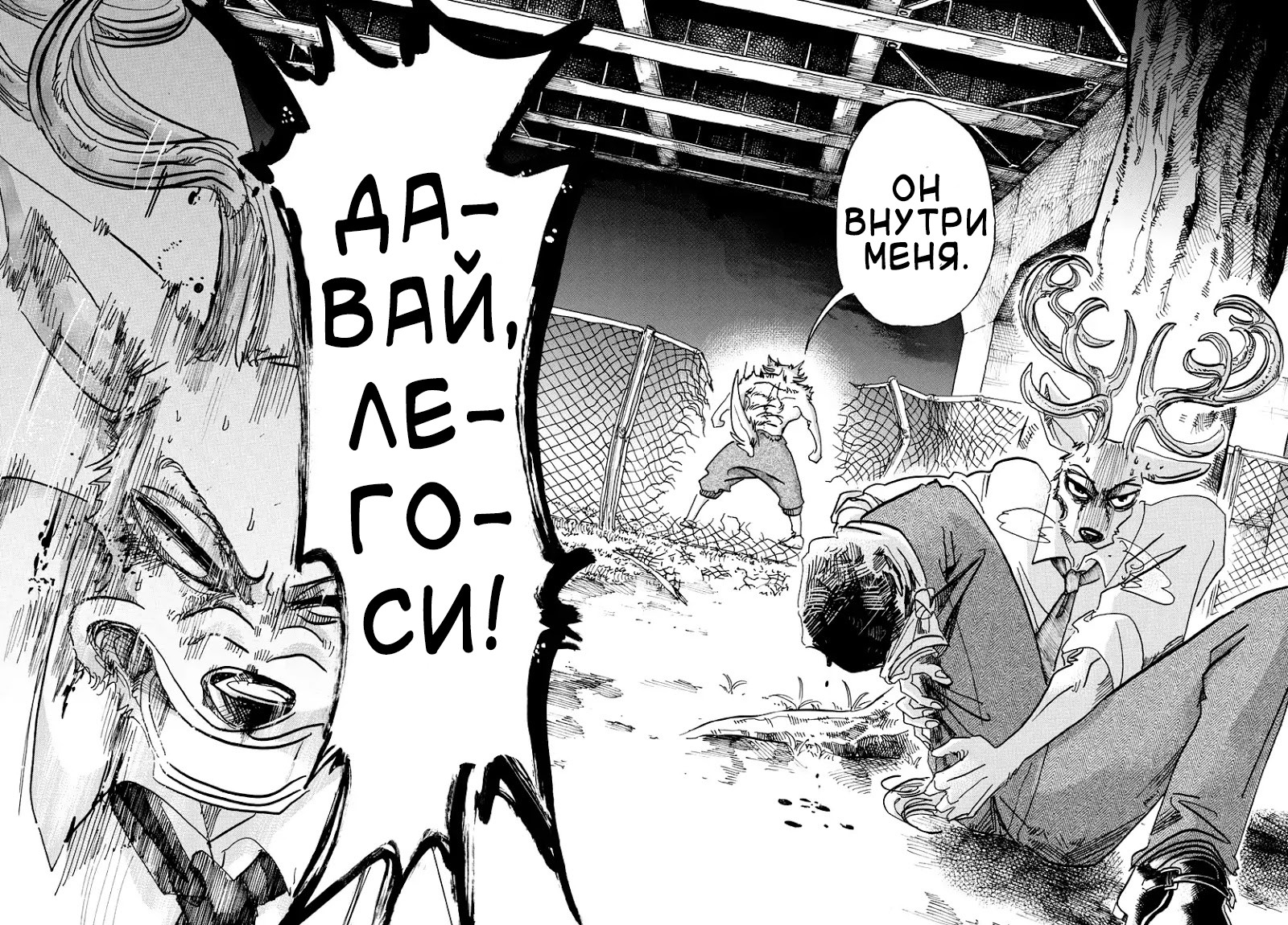 выдающиеся звери beastars манга фото 40